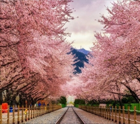 SEOUL – NAMI – LOTTE WORLD – NAMSAN – CHECK-IN HOT TREND (5 Ngày 4 Đêm)