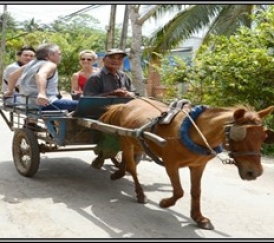 KHÁM PHÁ MIỀN TÂY SÔNG NƯỚC  THAM QUAN CỒN LONG LÂN QUY PHỤNG