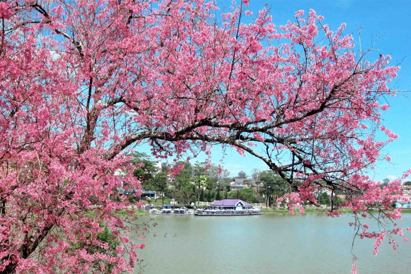 Những cung đường ngắm hoa mai anh đào đẹp lung linh ở Đà Lạt