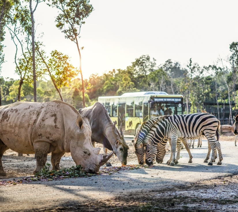CÂU CÁ - NGẮM SAN HÔ – CÁP TREO HÒN THƠM VƯỜN THÚ SAFARI – VINWONDER