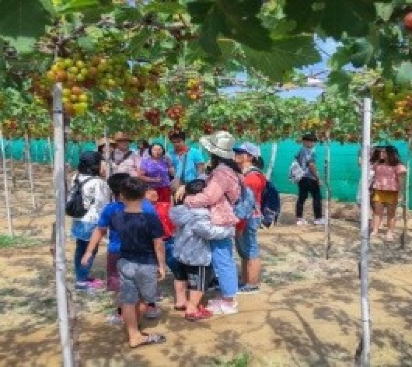 KHÁM PHÁ VỊNH VĨNH HY - THÁP CHÀM POKLONG GARAI 