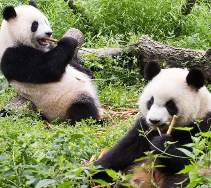 THÀNH ĐÔ  CỬU TRẠI CÂU – GẤU TRÚC – LẠC SƠN- MAU NI CÂU 