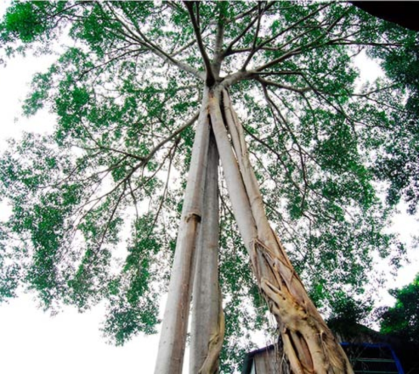 NÚI CHỨA CHAN – GIA LÀO -  LONG KHÁNH (VƯƠNG QUỐC TRÁI CÂY)