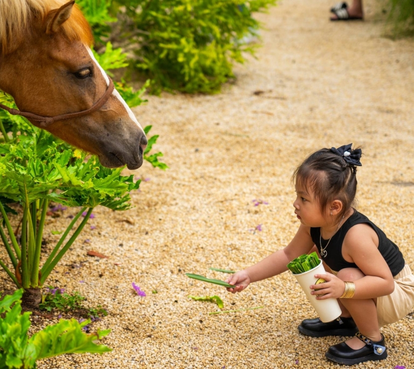 MÂY FARM - DU LỊCH CAO NGUYÊN ĐÀ LẠT TRONG NỮA NGÀY 