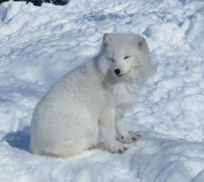 HOKKAIDO - MIỀN TUYẾT TRẮNG THẦN TIÊN  CHITOSE - NISEKO - SAPPORO - MONBETSU - ASAHIKAWA