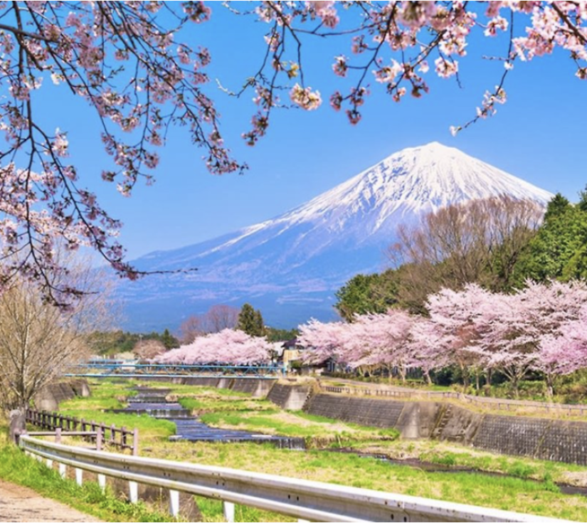 NHẬT BẢN RỰC RỠ MÙA HOA CHI ANH: OSAKA - KYOTO - PHÚ SĨ - NAGOYA - TOKYO (6 NGÀY 5 ĐÊM)