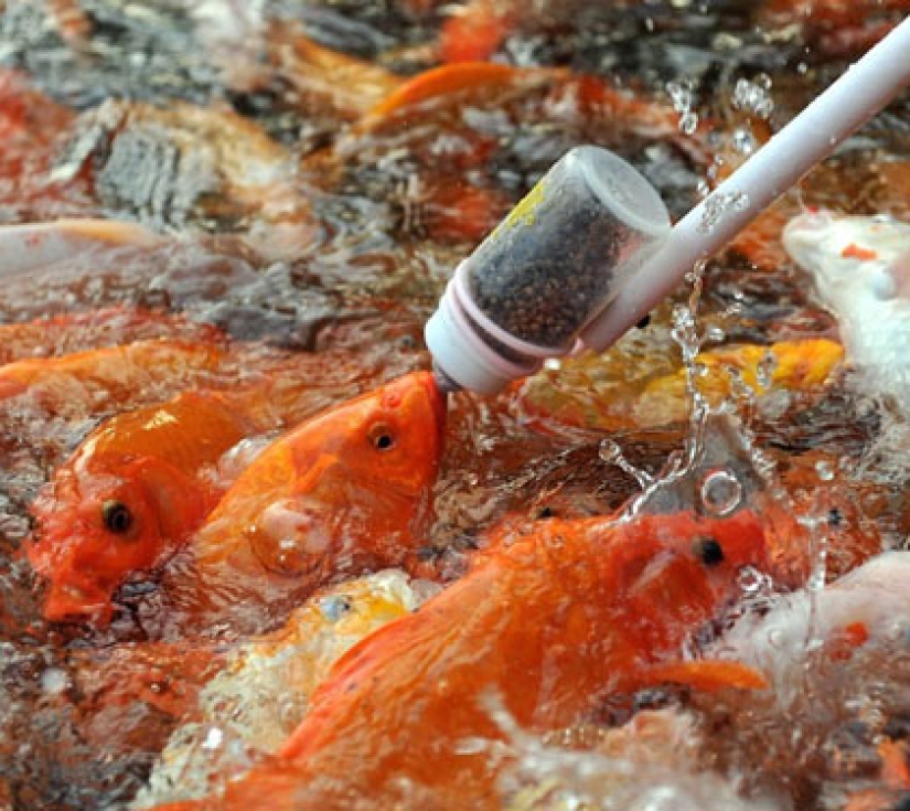KHU DU LỊCH SINH THÁI MỸ KHÁNH CẦN THƠ  