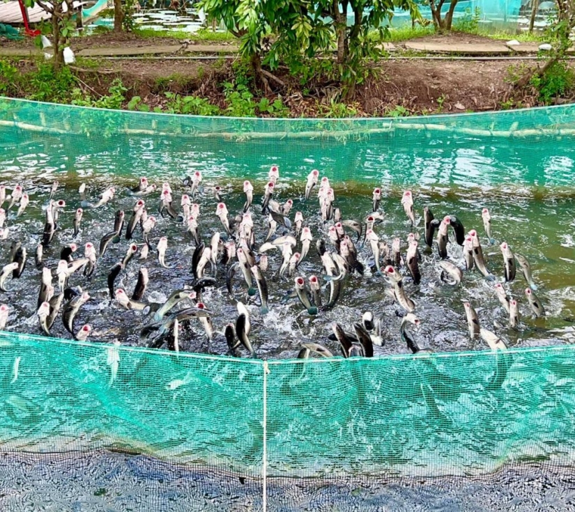 KHU DU LỊCH SINH THÁI MỸ KHÁNH CẦN THƠ  