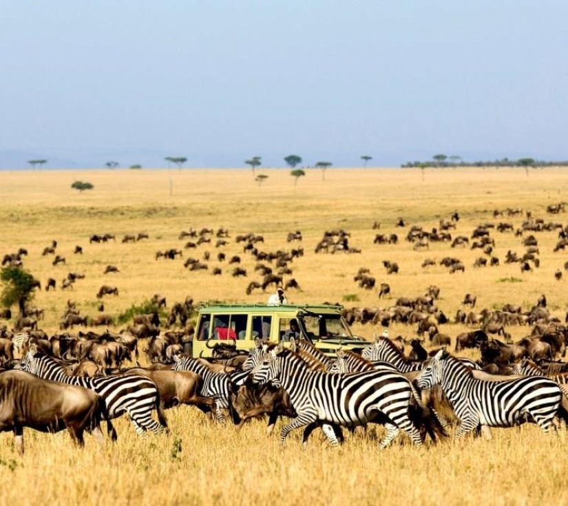 Châu Phi Hoang Dã "KENYA": AMBOSELI - NAIVASHA - NAKURU, KHU BẢO TỒN MAASAI MARA
