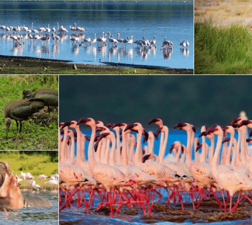 Châu Phi Hoang Dã "KENYA": AMBOSELI - NAIVASHA - NAKURU, KHU BẢO TỒN MAASAI MARA