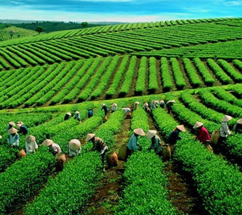 Tour Tây Nguyên Hùng Vĩ: Hồ Tà Đùng – KDL Top View – Thác Lưu Ly – Đồi Chè Gia Nghĩa