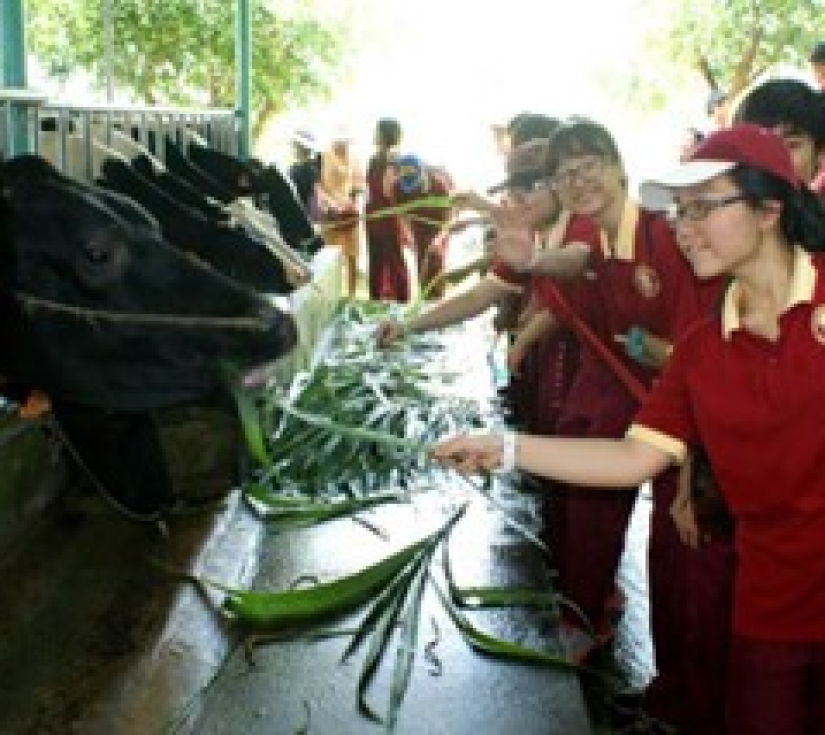 NÔNG TRẠI XANH – GREEN NOEN