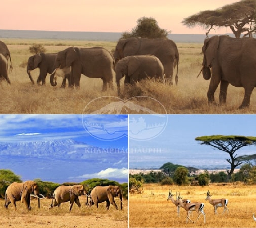 Châu Phi Hoang Dã "KENYA": AMBOSELI - NAIVASHA - NAKURU, KHU BẢO TỒN MAASAI MARA