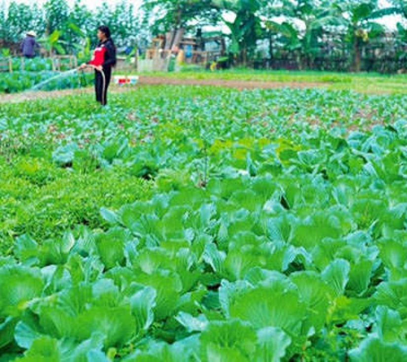 TRẢI NGHIỆM NÔNG TRẠI CỪU – VƯỜN RAU SẠCH  BIỂN XANH LONG HẢI