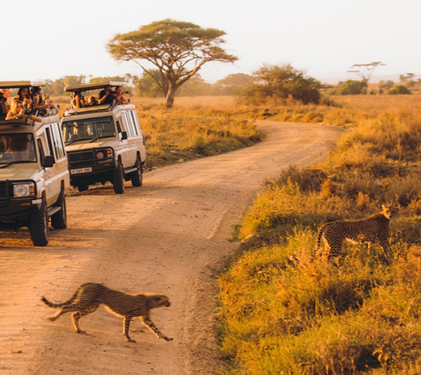 Châu Phi Hoang Dã "KENYA": AMBOSELI - NAIVASHA - NAKURU, KHU BẢO TỒN MAASAI MARA