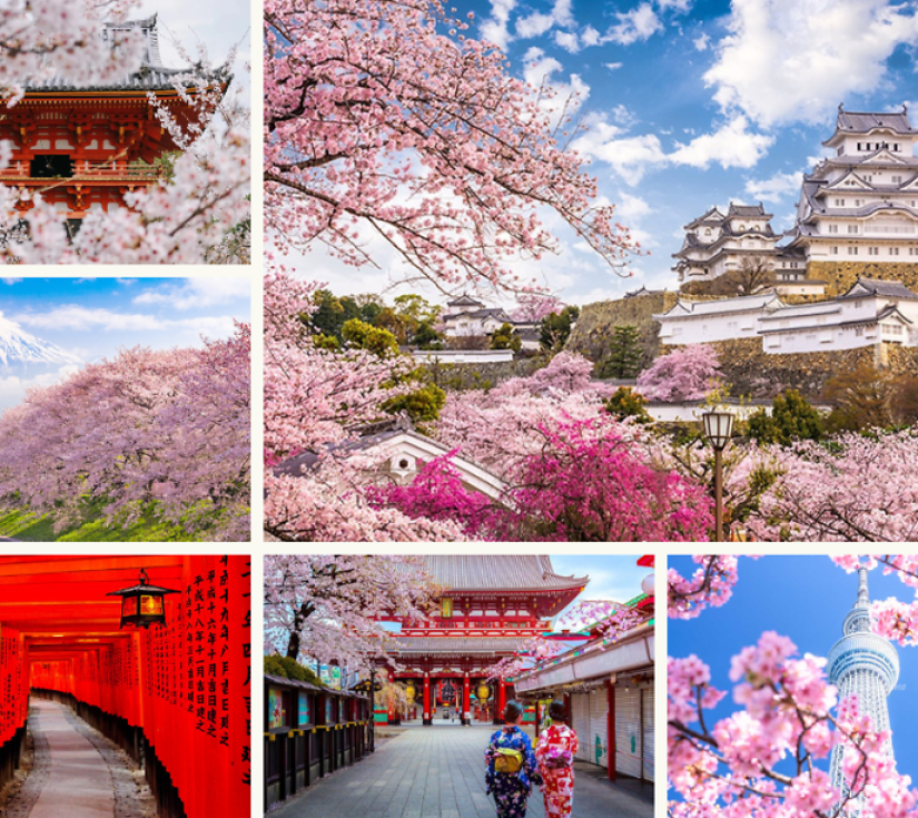 NHẬT BẢN RỰC RỠ MÙA HOA CHI ANH: OSAKA - KYOTO - PHÚ SĨ - NAGOYA - TOKYO (6 NGÀY 5 ĐÊM)