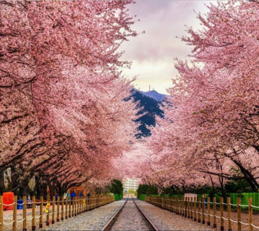 SEOUL – NAMI – LOTTE WORLD – NAMSAN – CHECK-IN HOT TREND (5 Ngày 4 Đêm)