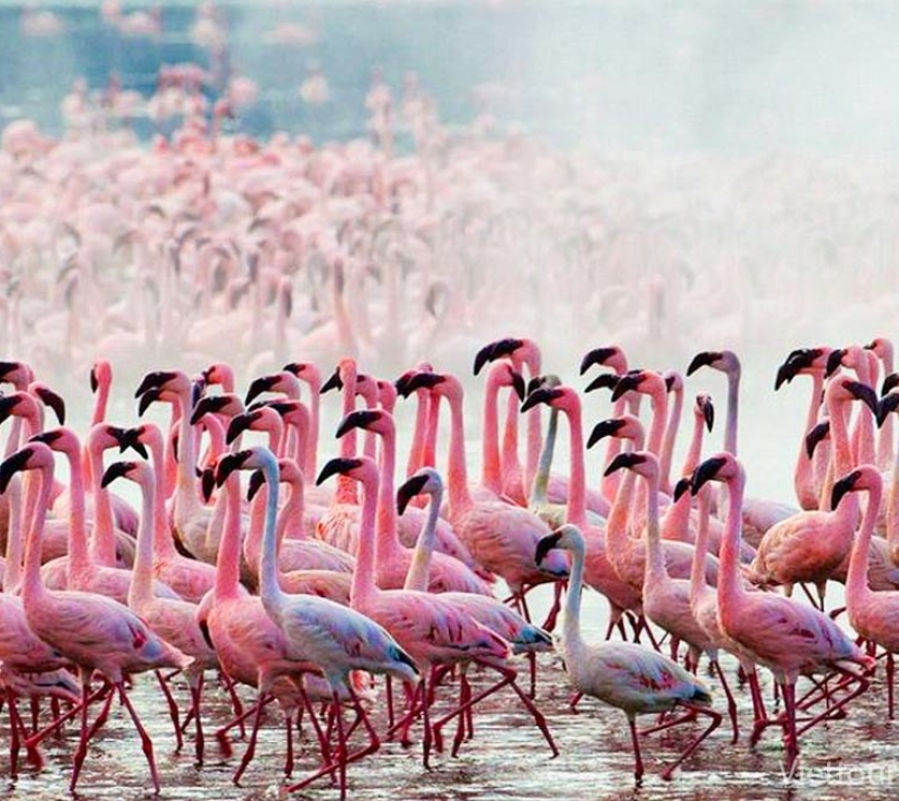 Châu Phi Hoang Dã "KENYA": AMBOSELI - NAIVASHA - NAKURU, KHU BẢO TỒN MAASAI MARA