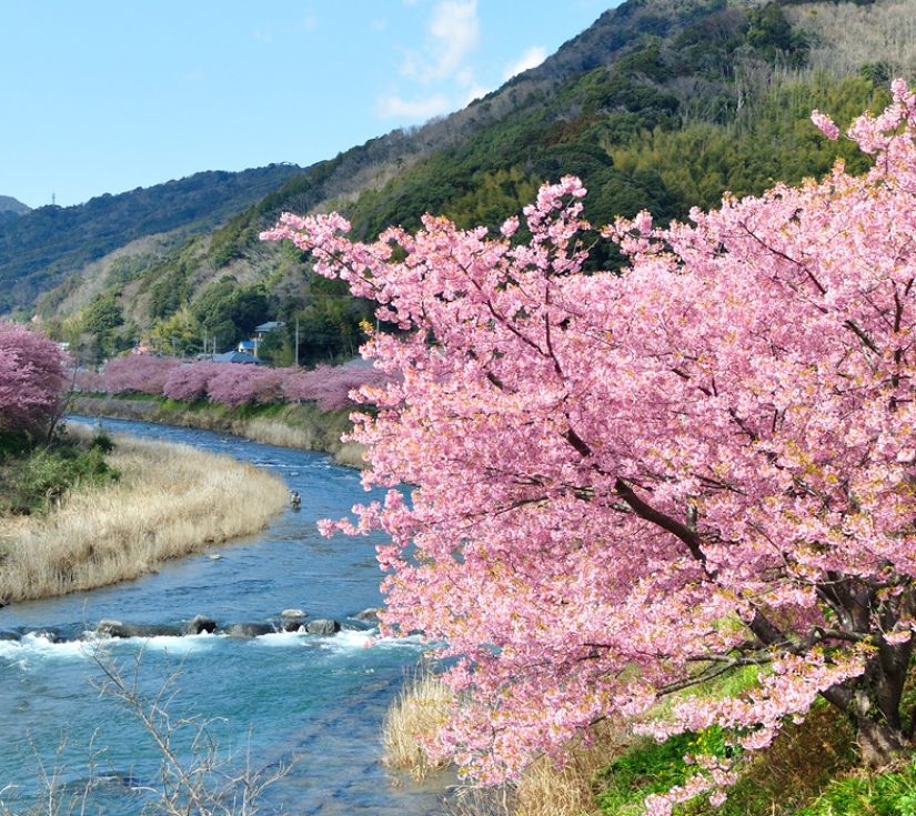 TOKYO - PHÚ SĨ - NAGOYA - KYOTO - OSAKA(6 NGÀY 5 ĐÊM)