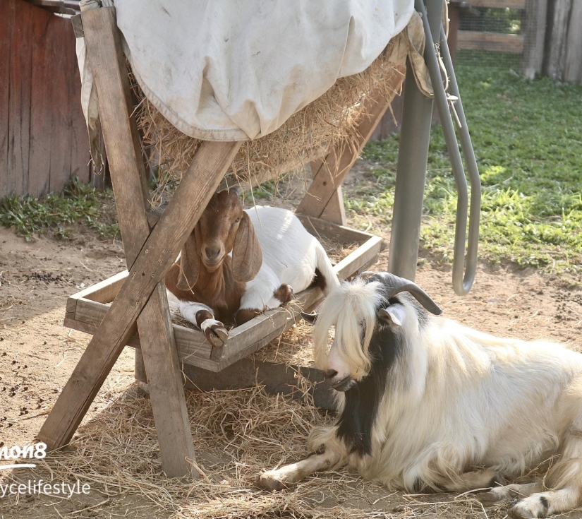 Tour Mây Farm  Quận 7 