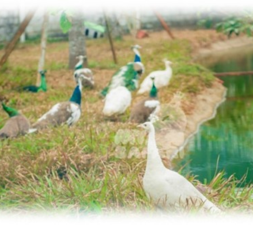 Hành Trình Học Tập & Khám Phá Thiên Nhiên – Di Tích Láng Le Bàu Cò & Vườn Thú Mỹ Quỳnh Safari