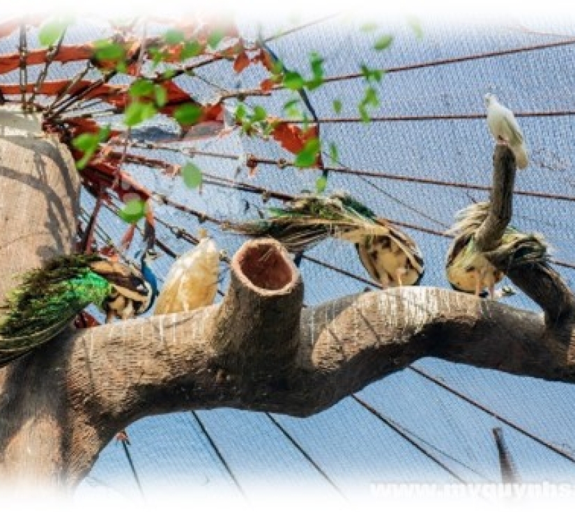 Hành Trình Học Tập & Khám Phá Thiên Nhiên – Di Tích Láng Le Bàu Cò & Vườn Thú Mỹ Quỳnh Safari