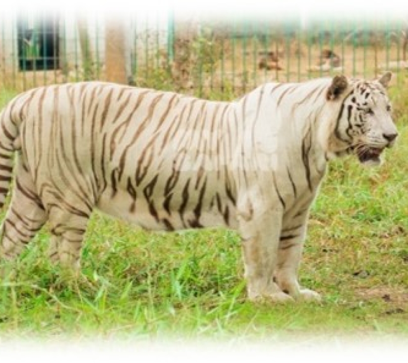 Hành Trình Học Tập & Khám Phá Thiên Nhiên – Di Tích Láng Le Bàu Cò & Vườn Thú Mỹ Quỳnh Safari