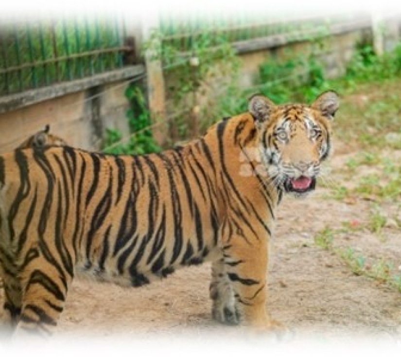 Hành Trình Học Tập & Khám Phá Thiên Nhiên – Di Tích Láng Le Bàu Cò & Vườn Thú Mỹ Quỳnh Safari