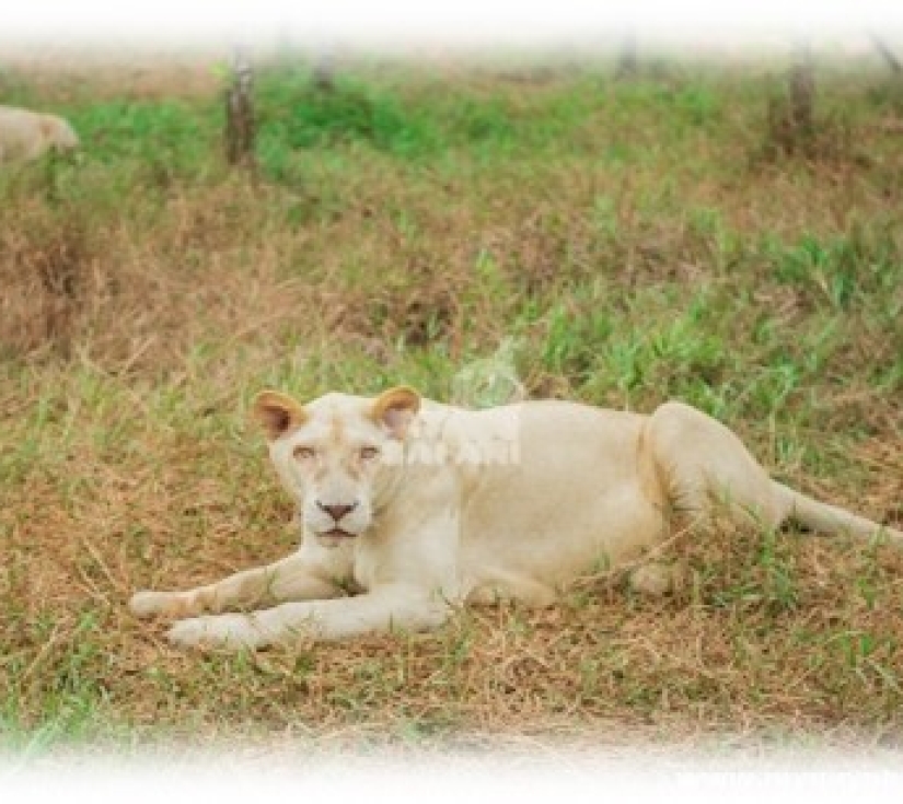 Hành Trình Học Tập & Khám Phá Thiên Nhiên – Di Tích Láng Le Bàu Cò & Vườn Thú Mỹ Quỳnh Safari