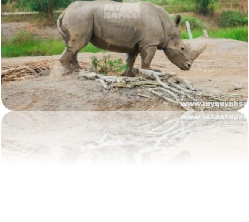 DI TÍCH LÁNG LE - BÀU CÒ & VƯỜN THÚ MỸ QUỲNH SAFARI