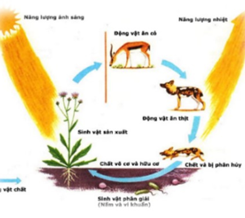 Hành Trình Học Tập & Khám Phá Thiên Nhiên – Di Tích Láng Le Bàu Cò & Vườn Thú Mỹ Quỳnh Safari