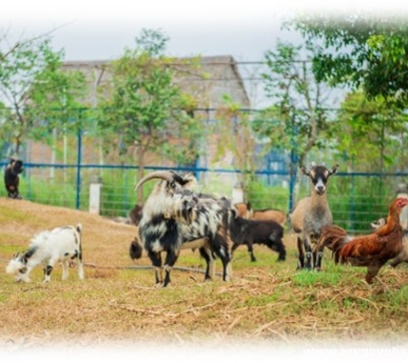 Hành Trình Học Tập & Khám Phá Thiên Nhiên – Di Tích Láng Le Bàu Cò & Vườn Thú Mỹ Quỳnh Safari