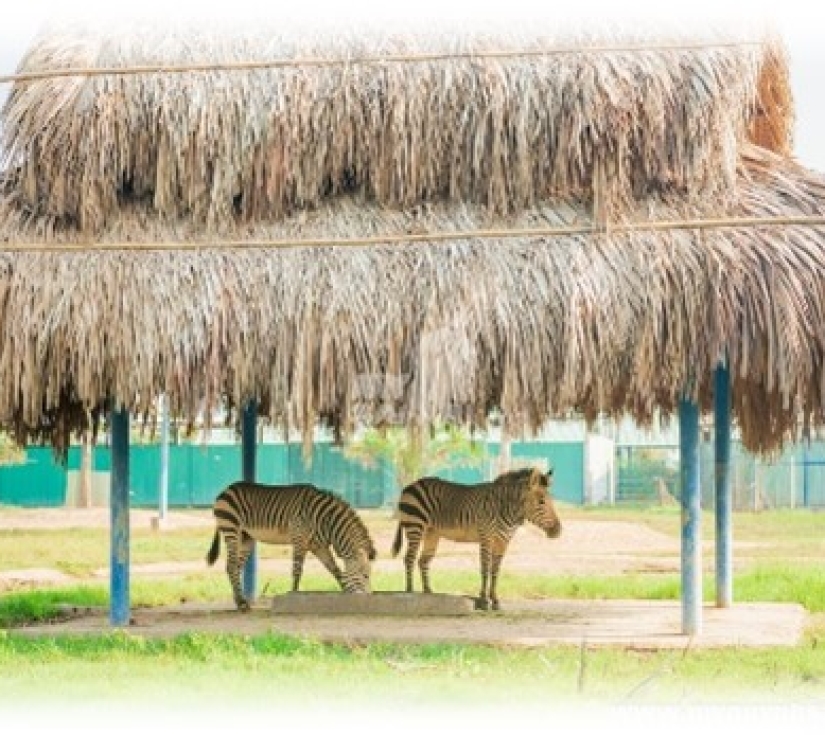 Hành Trình Học Tập & Khám Phá Thiên Nhiên – Di Tích Láng Le Bàu Cò & Vườn Thú Mỹ Quỳnh Safari