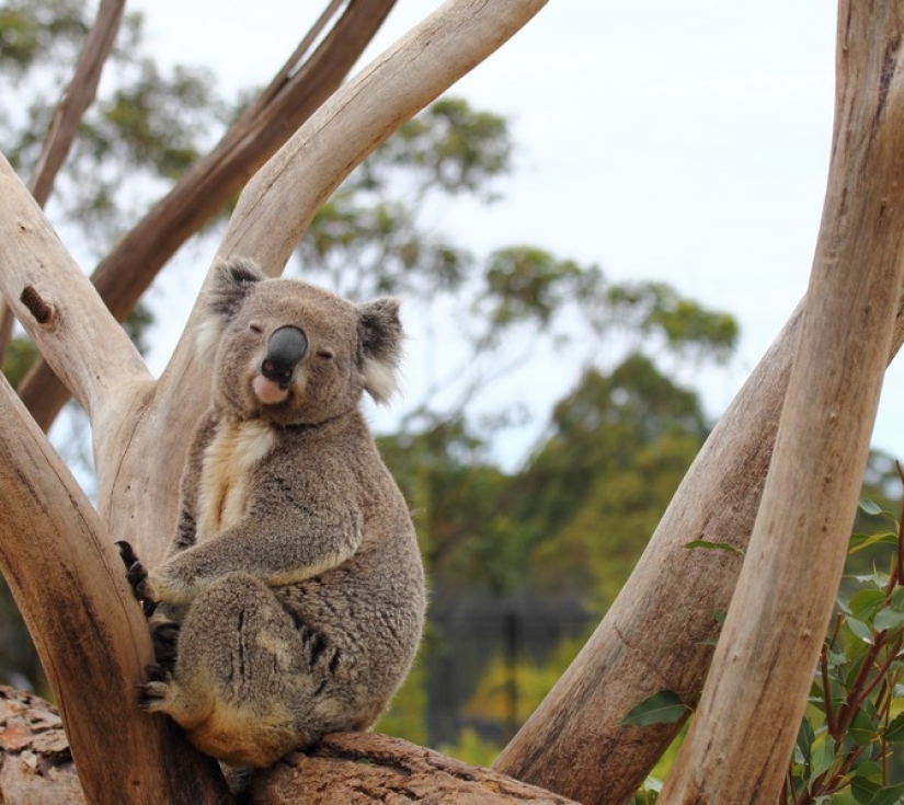 TÂY ÚC: PERTH – WAVE ROCK – SWAN VALLEY – PINNACLES SAFARI