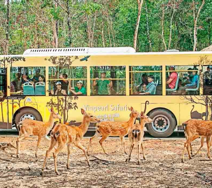 CÂU CÁ - NGẮM SAN HÔ – CÁP TREO HÒN THƠM VƯỜN THÚ SAFARI – VINWONDER