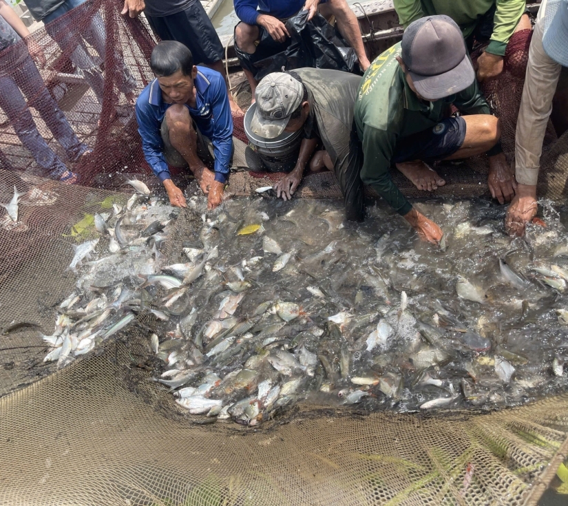 TRẢI NGHIỆM DỠ CHÀ BẮT CÁ - TÔM 