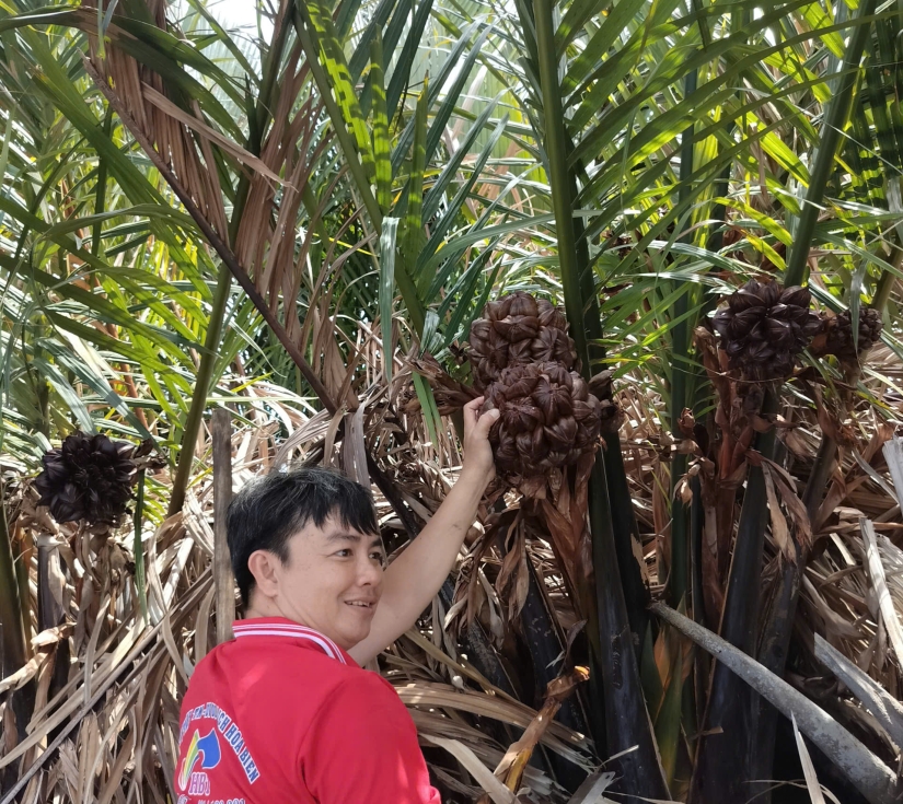  TRÀ VINH – ĐIỆN GIÓ DUYÊN HẢI – BIỂN BA ĐỘNG ( SÁNG ĐI CHIỀU VỀ ) 
