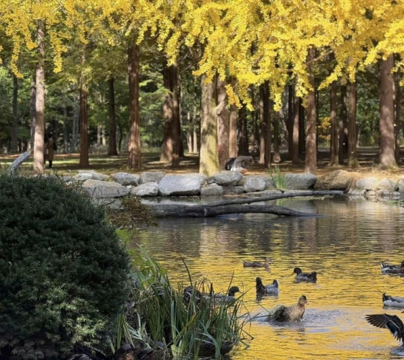 SEOUL – NAMI – LOTTE WORLD – NAMSAN – CHECK-IN HOT TREND (5 Ngày 4 Đêm)